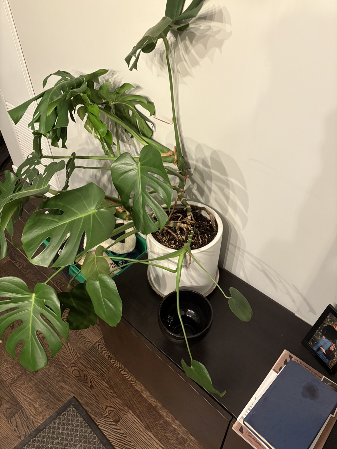 Large Monstera Deliciosa Plant - photo 3
