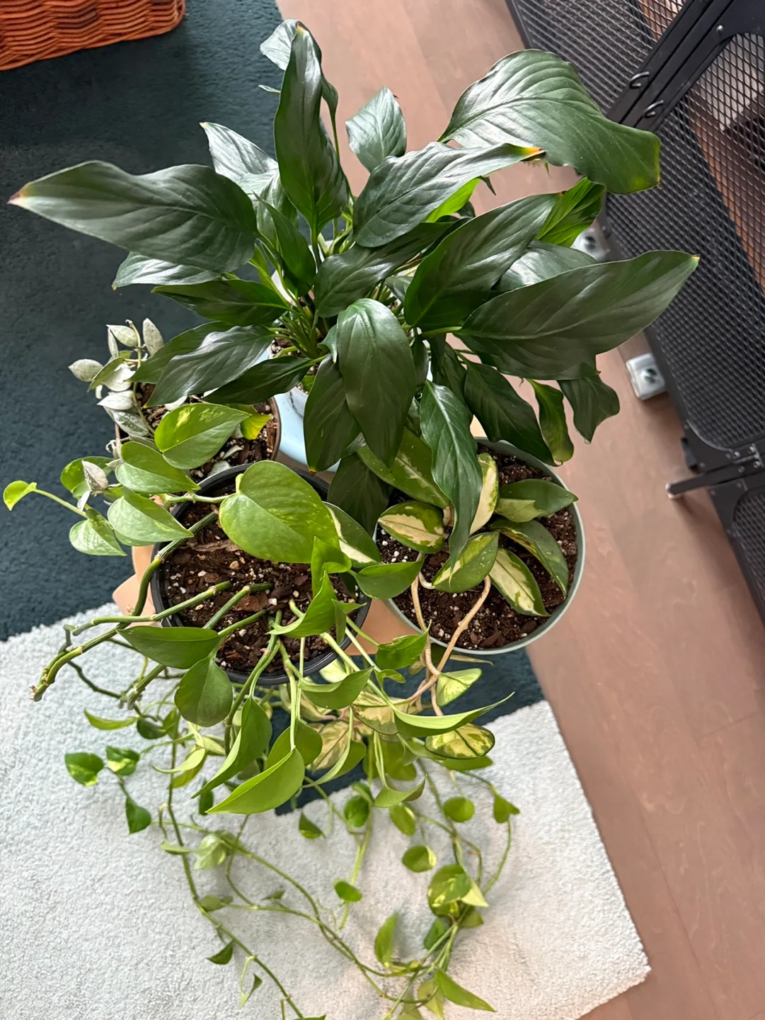 Various house plants $5 each thumbnail