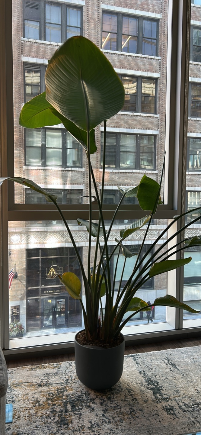 Large Bird of Paradise Plant in Gray Pot