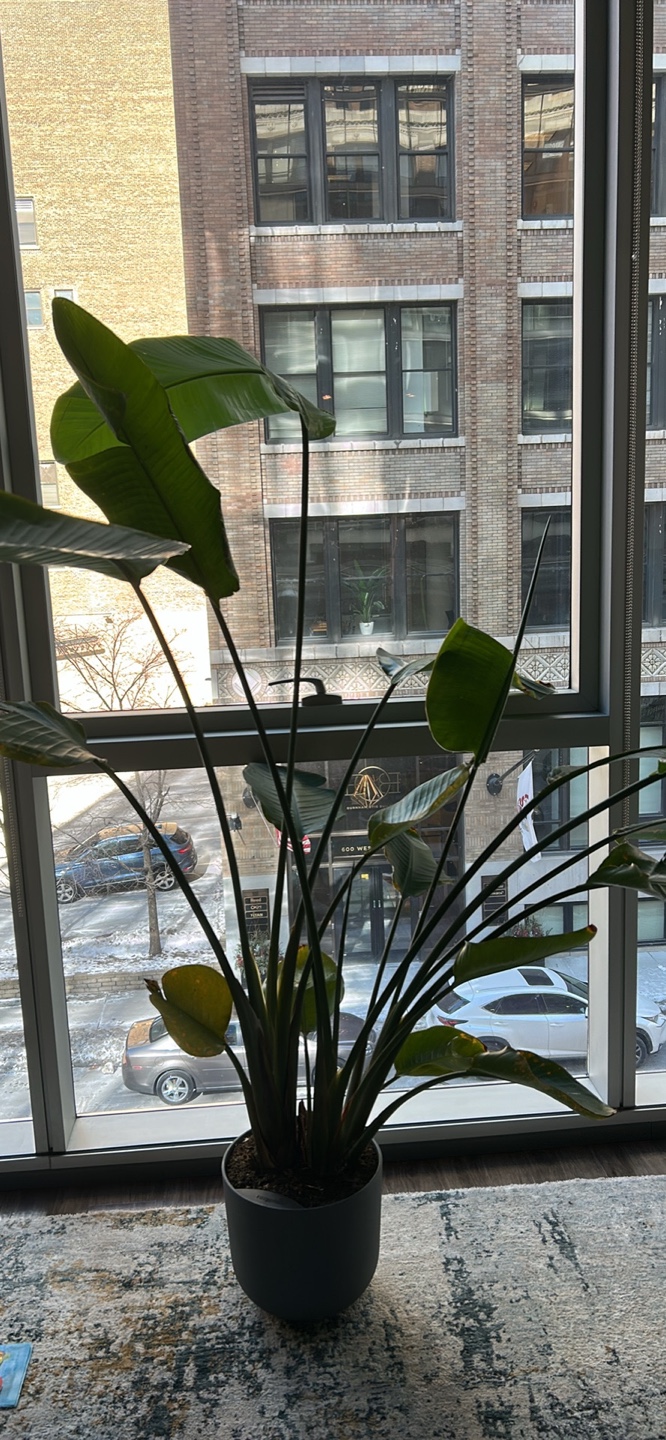 Large Bird of Paradise Plant in Gray Pot - photo 2
