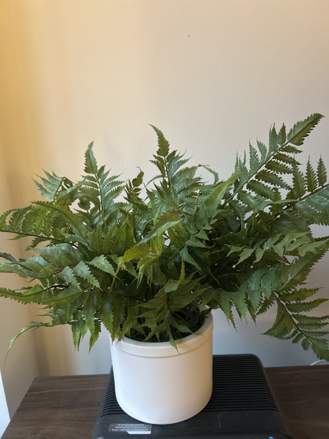 Artificial Plant Set - ZZ Plant & Fern
