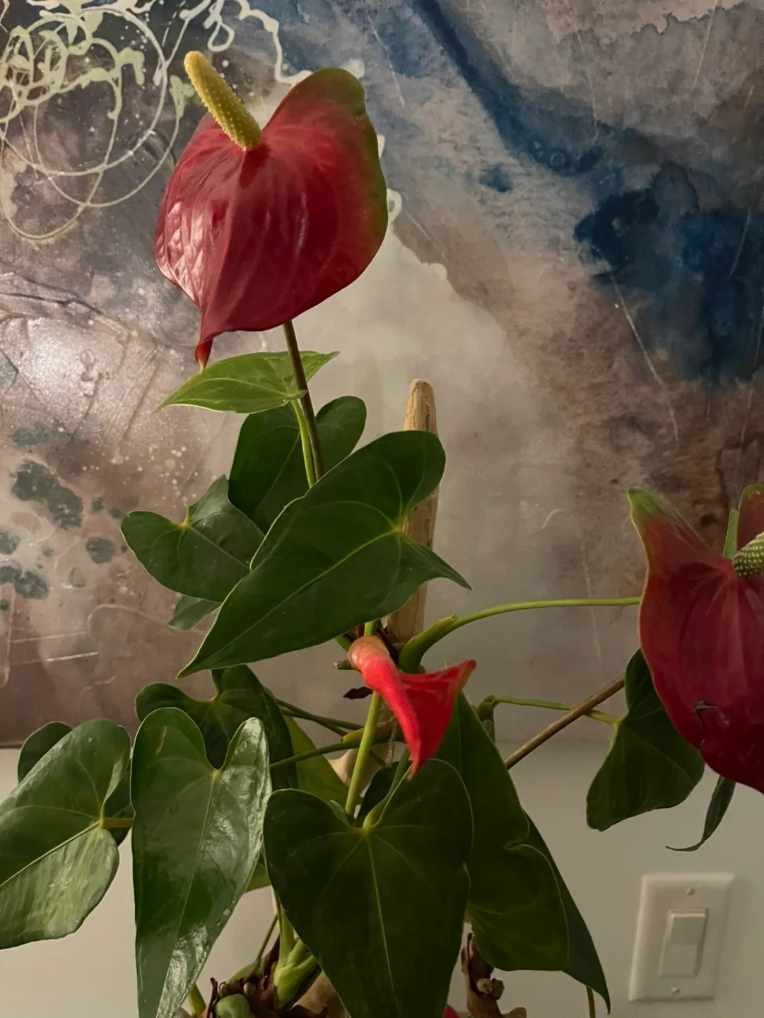 Beautiful Anthurium Plant image indicator(2)