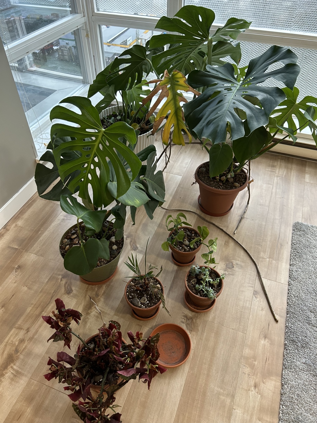 Five potted houseplants