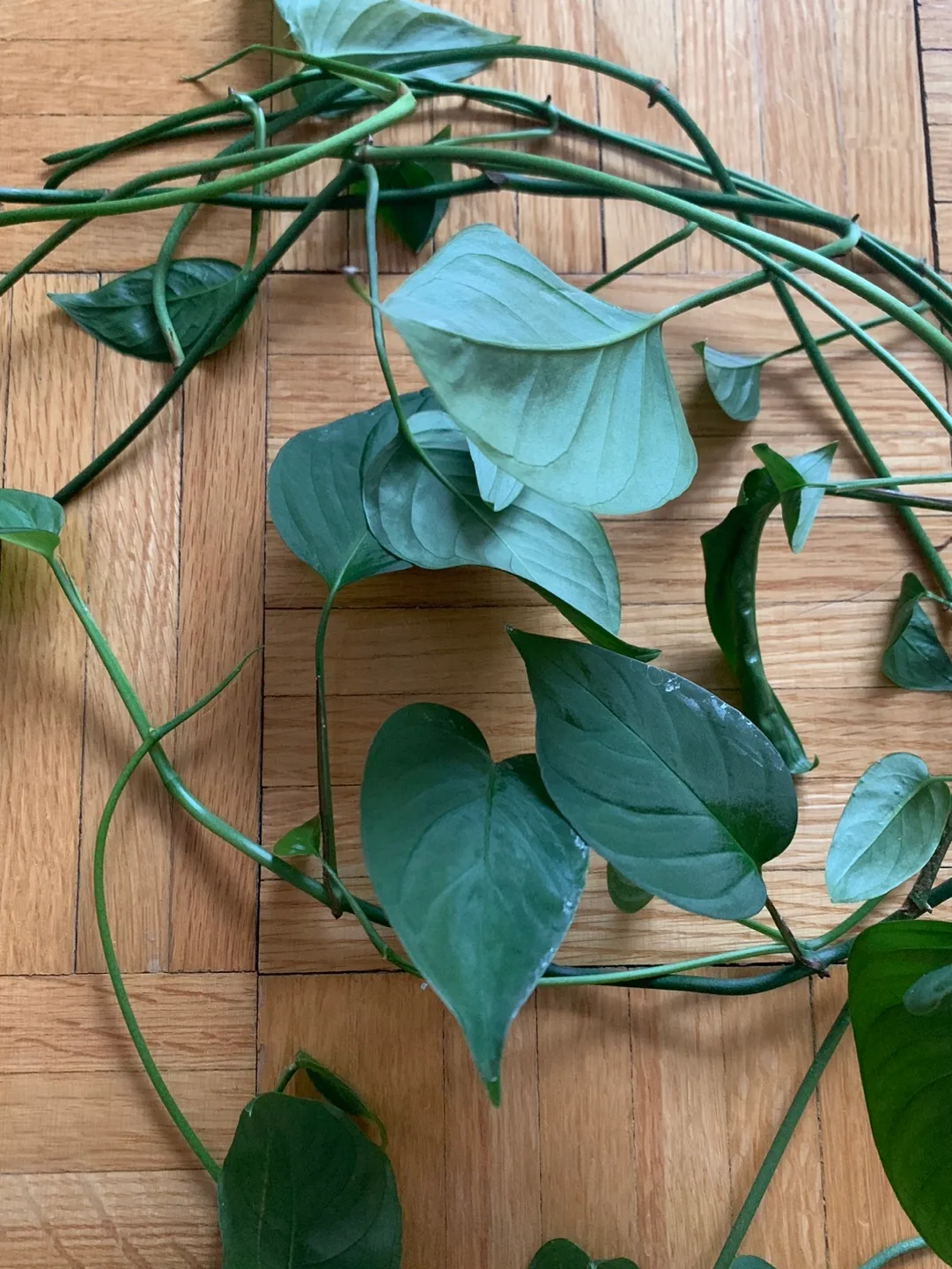 Monstera Plant Cuttings #freecycle image indicator(2)