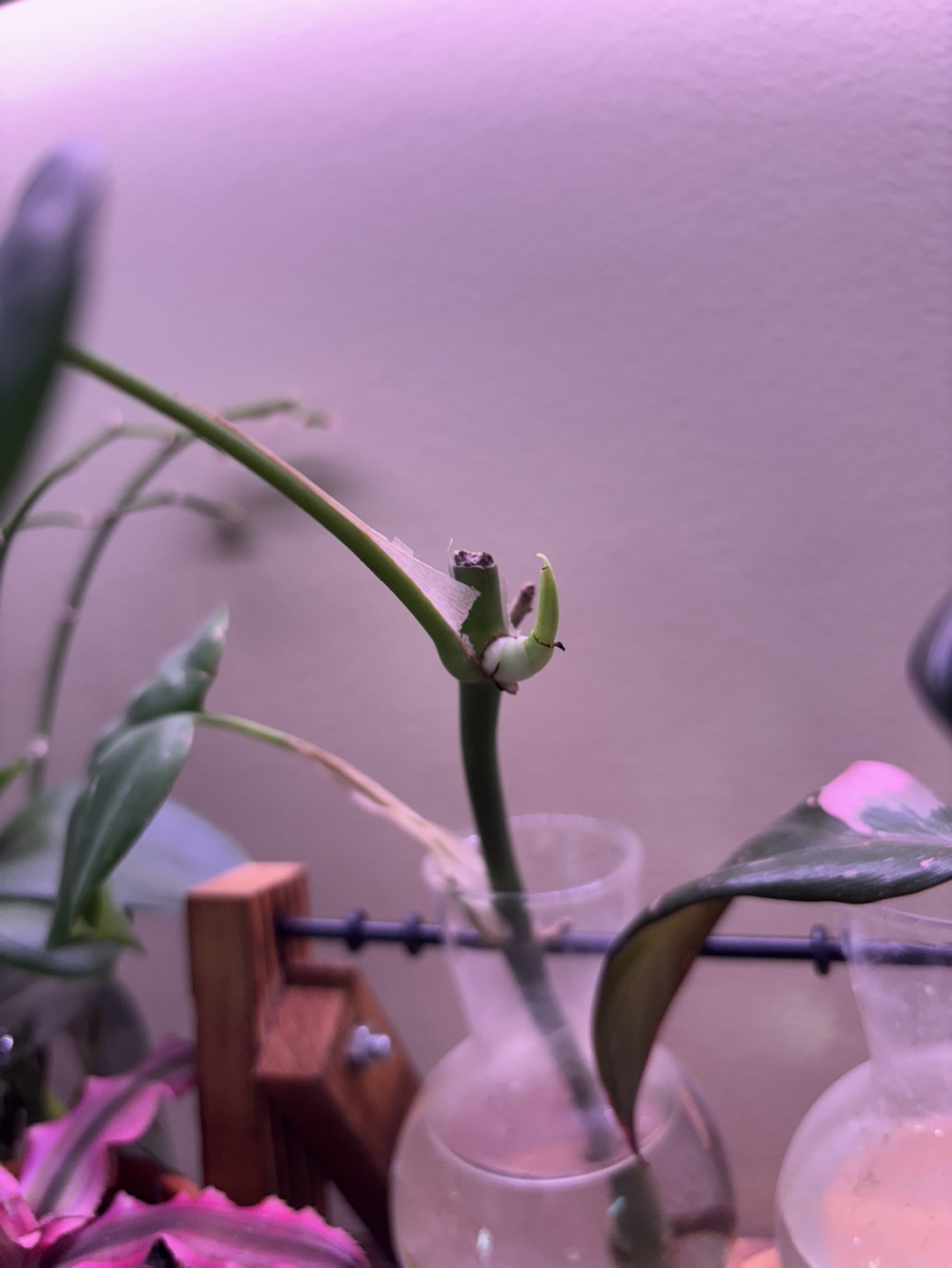 Monstera Ginny Rooted Cutting #2 - photo 4