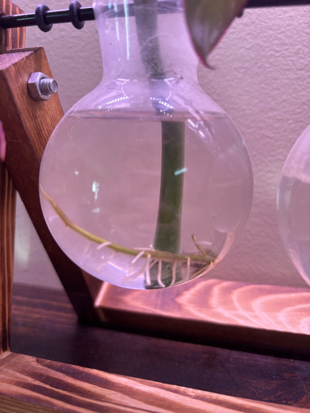 Monstera Ginny Rooted Cutting #2 - photo 2