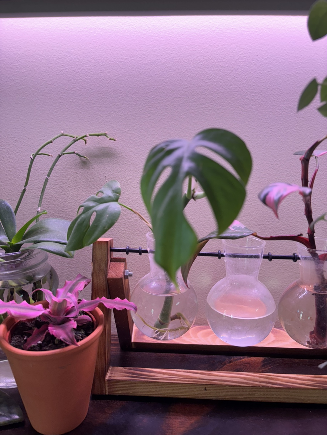 Monstera Ginny Rooted Cutting #2