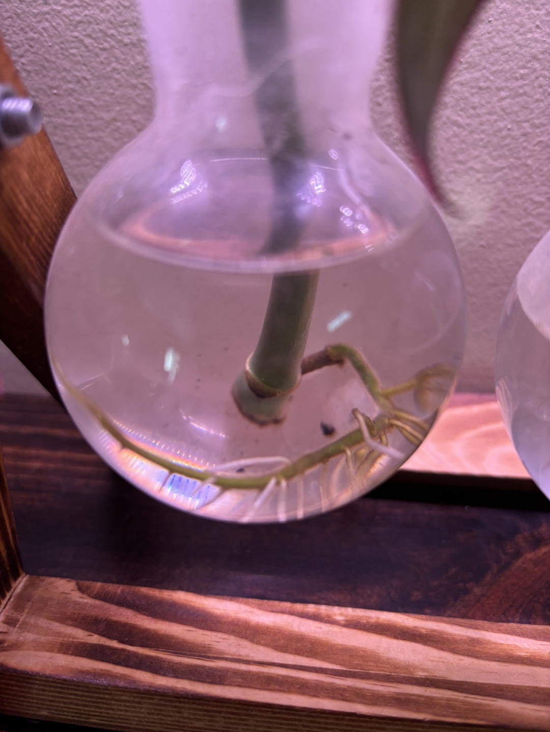Monstera Ginny Rooted Cutting #2 - photo 3