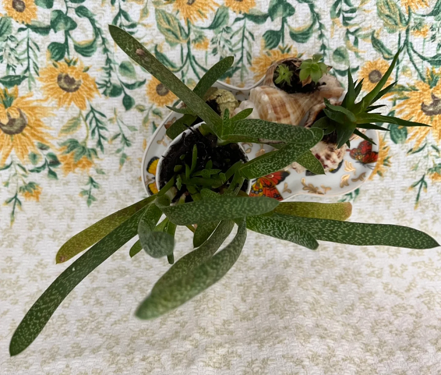 Adeline Butterfly Plate Succulent Planter image indicator(2)