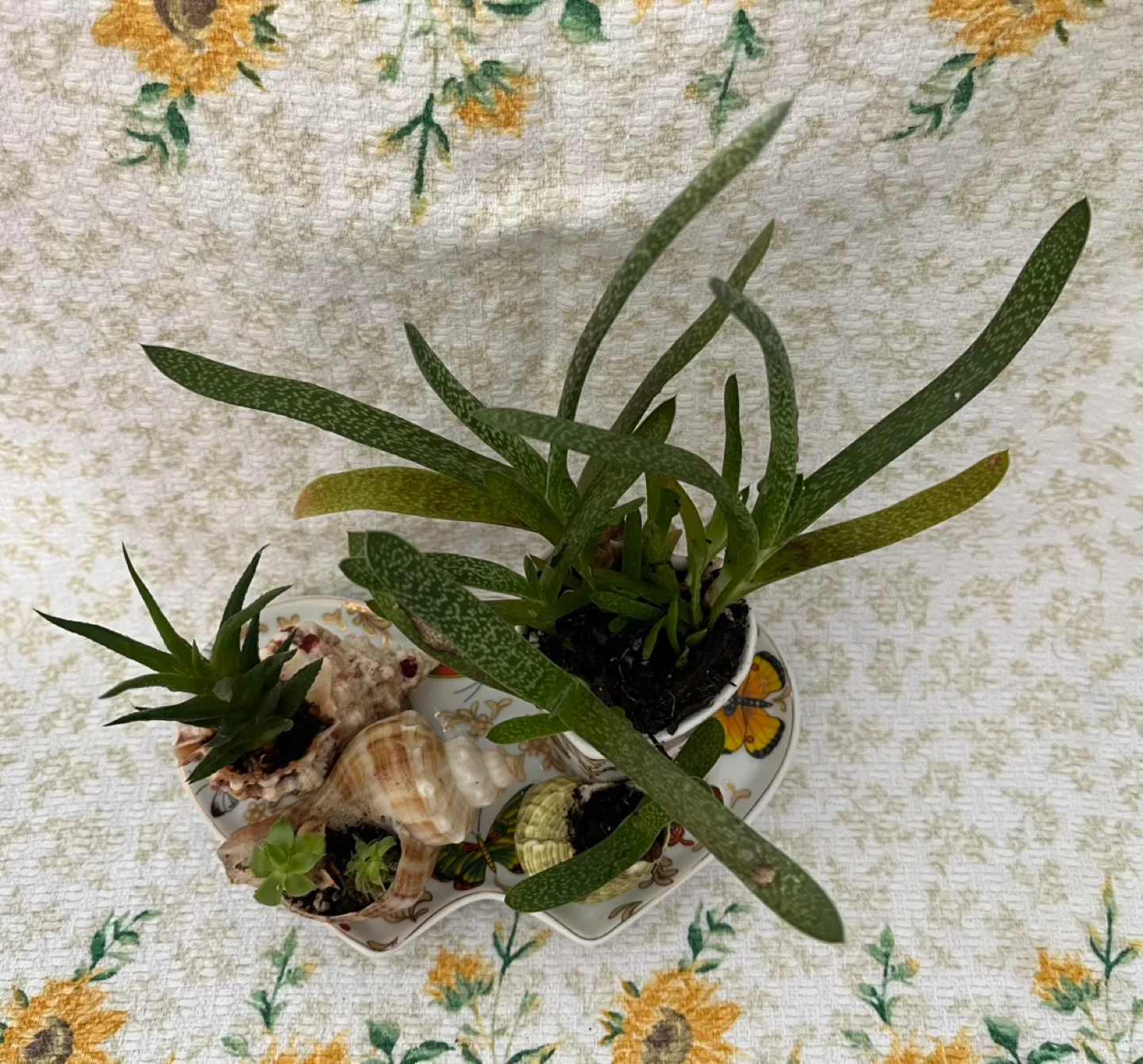 Adeline Butterfly Plate Succulent Planter image indicator(3)