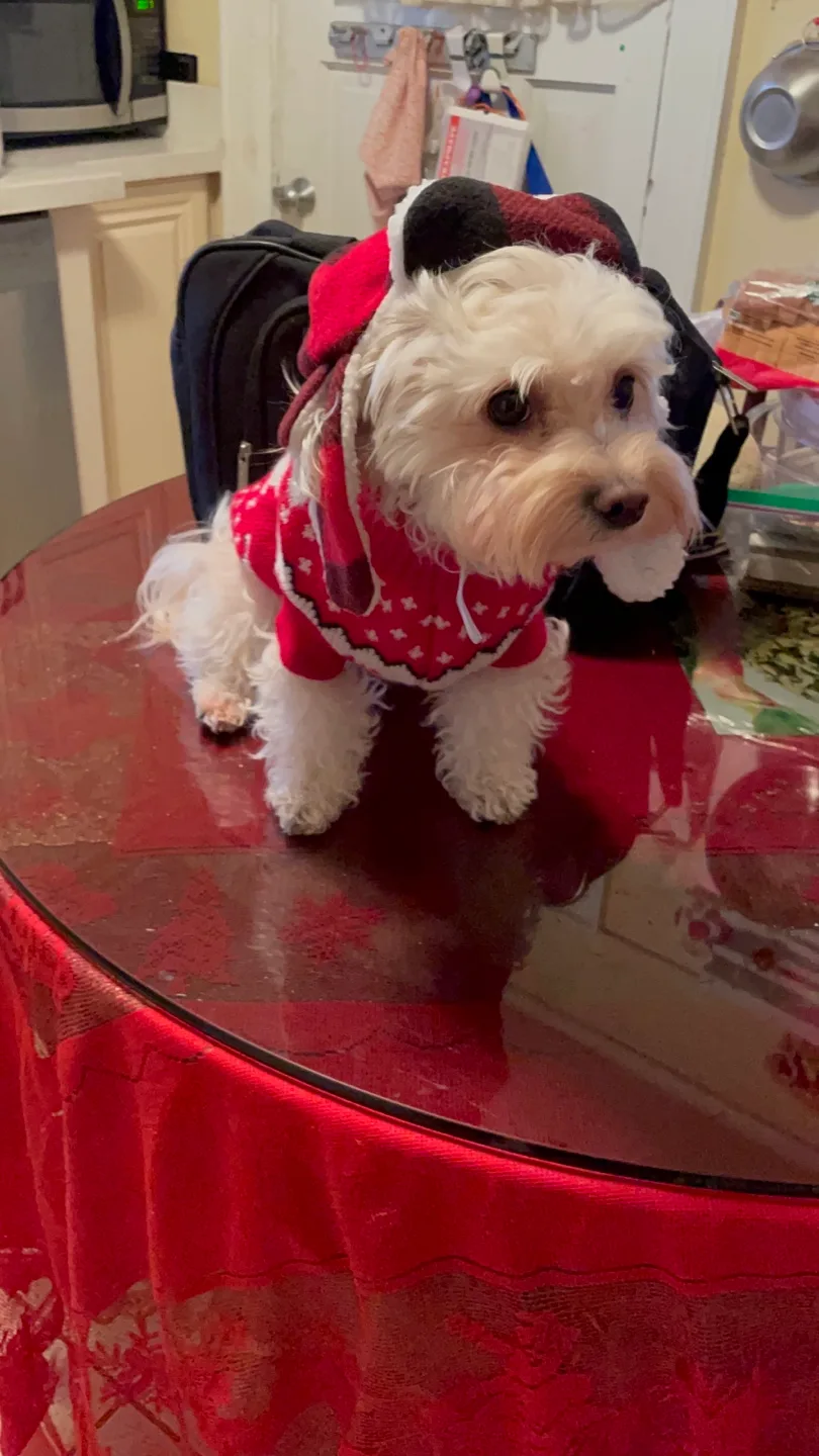 Adorable Dog Sweater - Holiday Red with Hood image indicator(3)