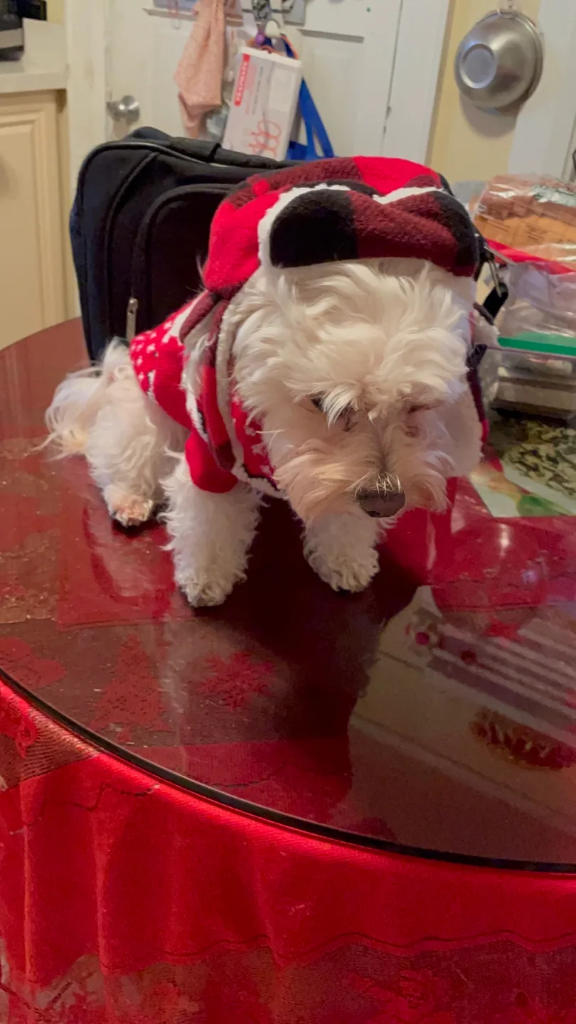 Adorable Dog Sweater - Holiday Red with Hood image indicator(5)