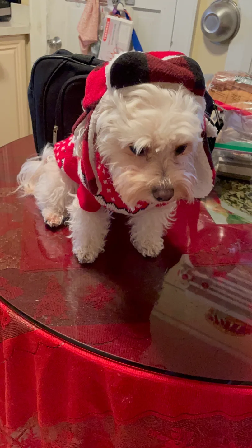 Adorable Dog Sweater - Holiday Red with Hood image indicator(4)