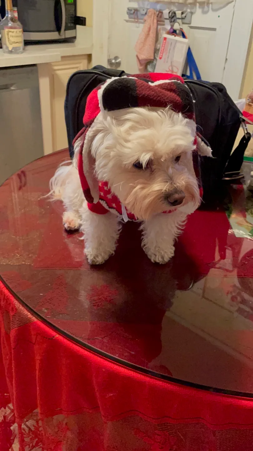 Adorable Dog Sweater - Holiday Red with Hood image indicator(7)