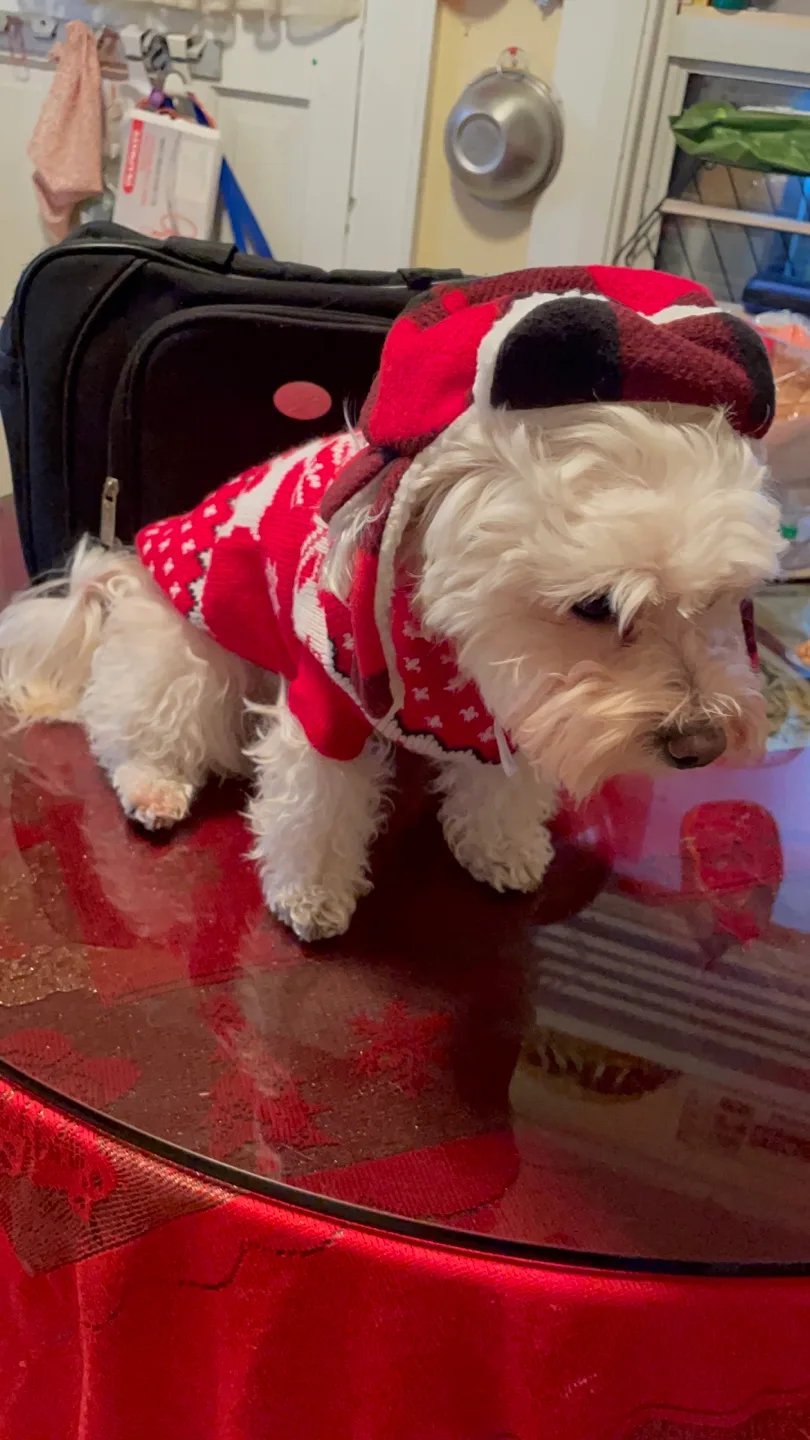 Adorable Dog Sweater - Holiday Red with Hood image indicator(6)