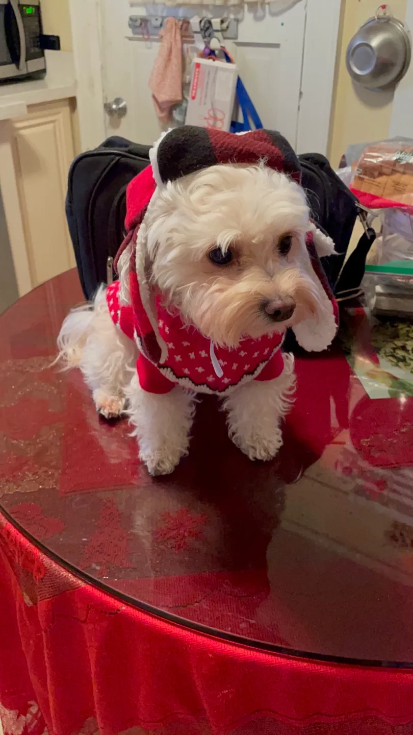 Adorable Dog Sweater - Holiday Red with Hood image indicator(2)