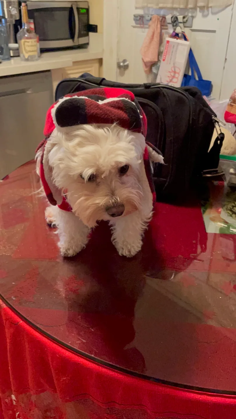 Adorable Dog Sweater - Holiday Red with Hood image indicator(8)