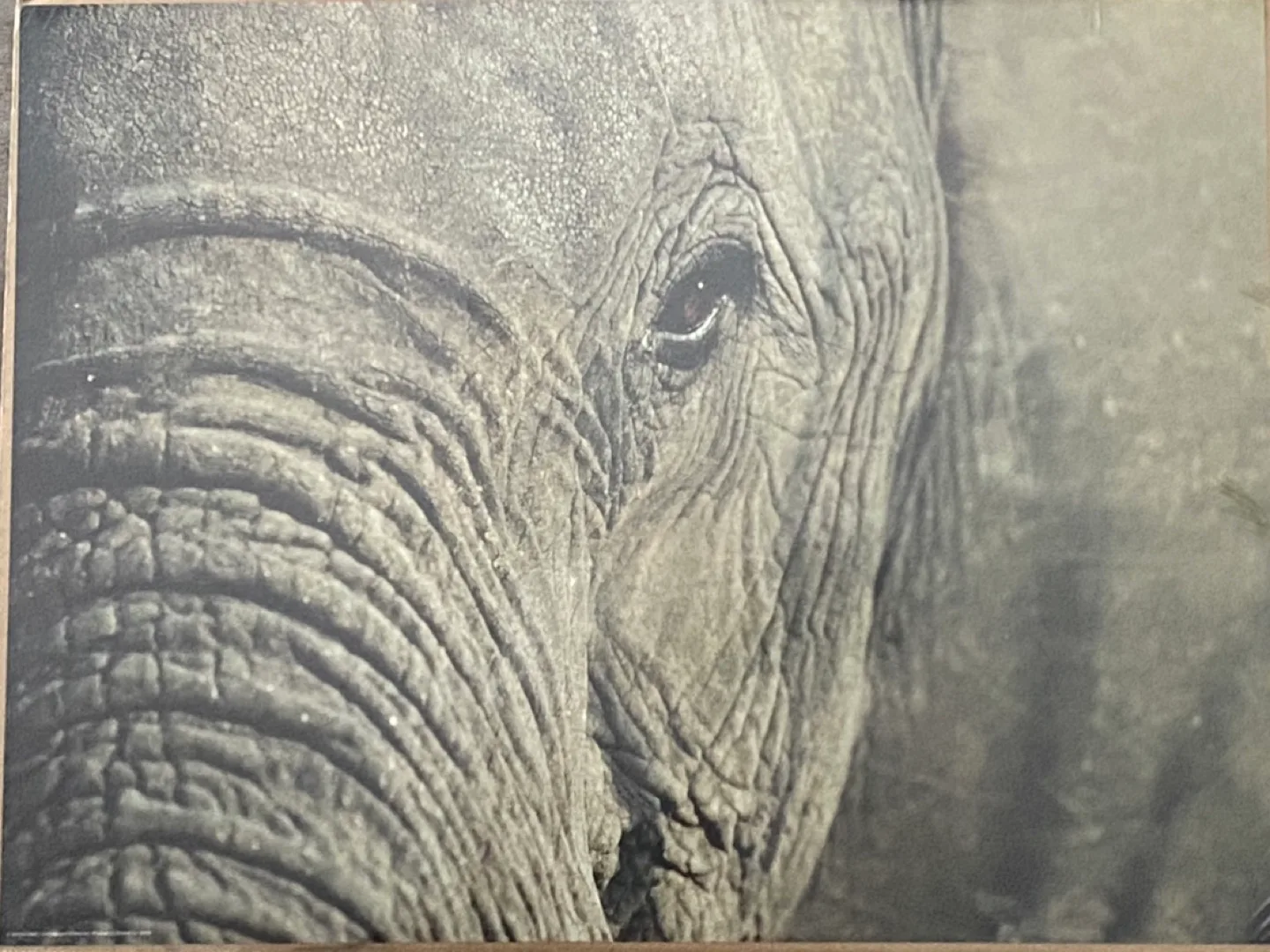 NEW!! 4 IKEA  Elephant Prints! image indicator(4)