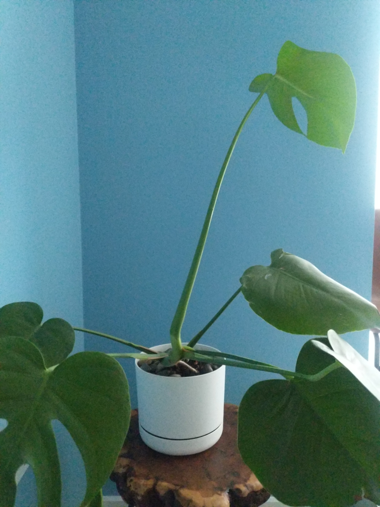 Monstera deliciosa plant