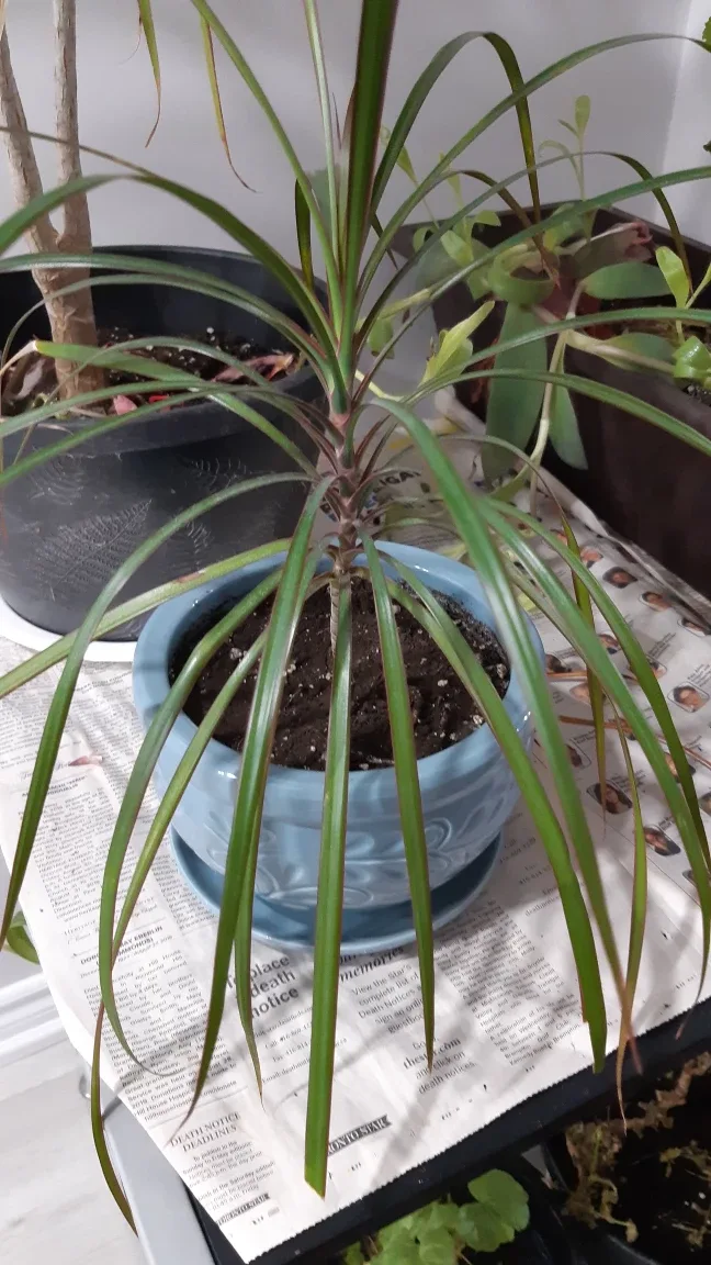 Dracaena Marginata - Spring Two Sizes Available image indicator(2)