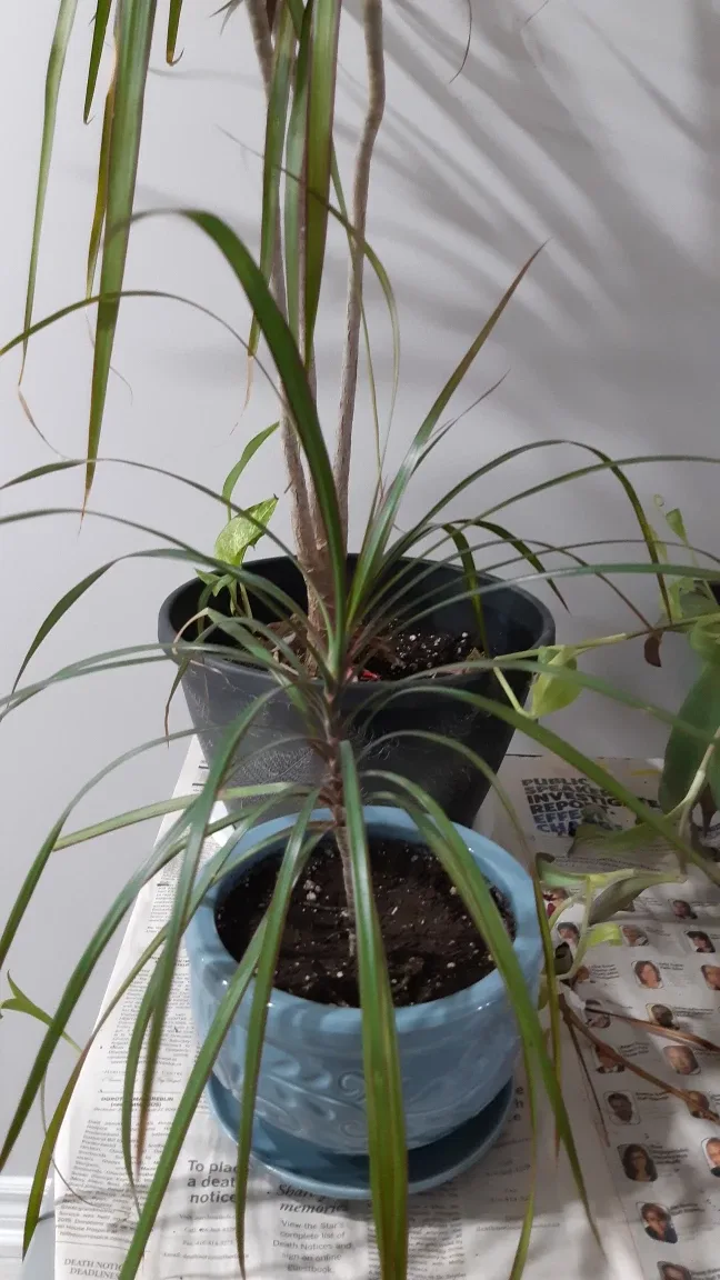 Dracaena Marginata - Spring Two Sizes Available image indicator(3)