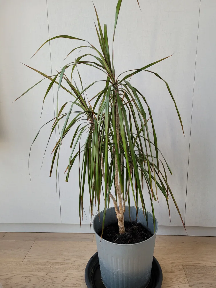 Indoor Plant image indicator(5)