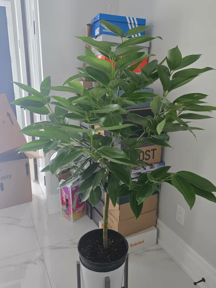 Healthy Cinnamon Plant 10"pot.  almost 5feet image indicator(3)