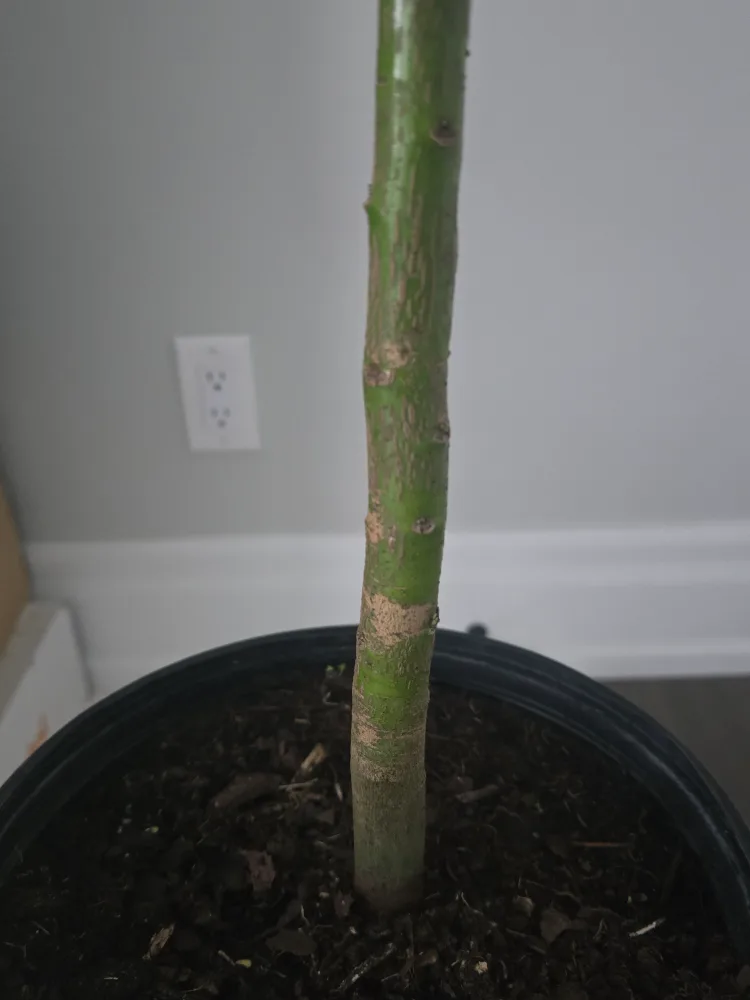 Healthy Cinnamon Plant 10"pot.  almost 5feet image indicator(7)