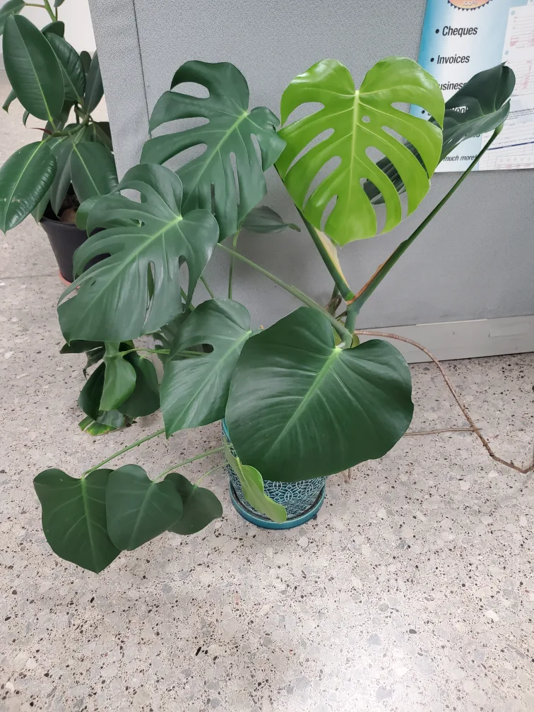 Monstera Plant image indicator(2)