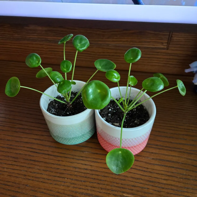 Pair of Pilea (Chinese Money Plants) in cute pots - 2 for $20 image indicator(2)