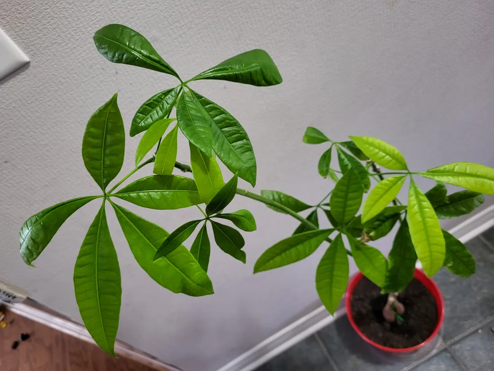 Healthy Money Tree Plant image indicator(2)