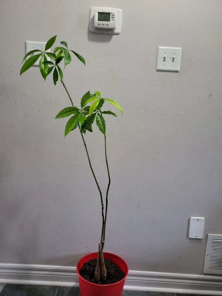 Healthy Money Tree Plant image indicator(3)