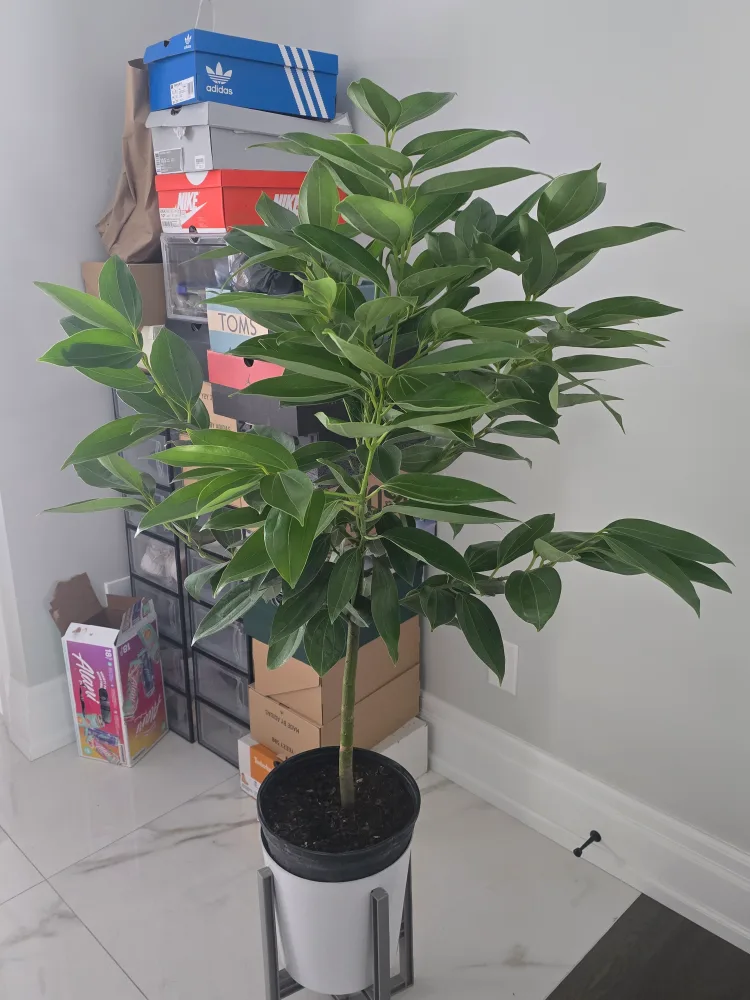 Healthy Cinnamon Plant 10"pot.  almost 5feet image indicator(4)