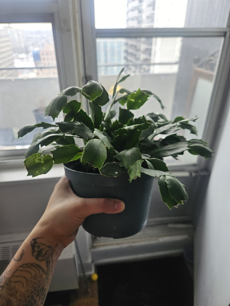 Christmas Cactus Plant in Pot