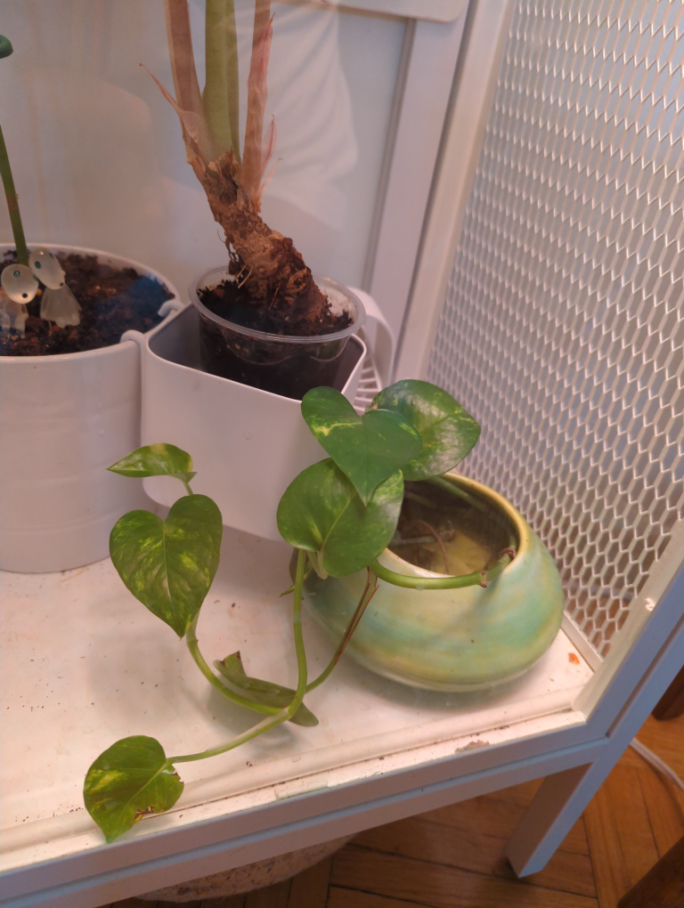 **FREE** Pothos ivy, devil's ivy. Golden Pothos Plant