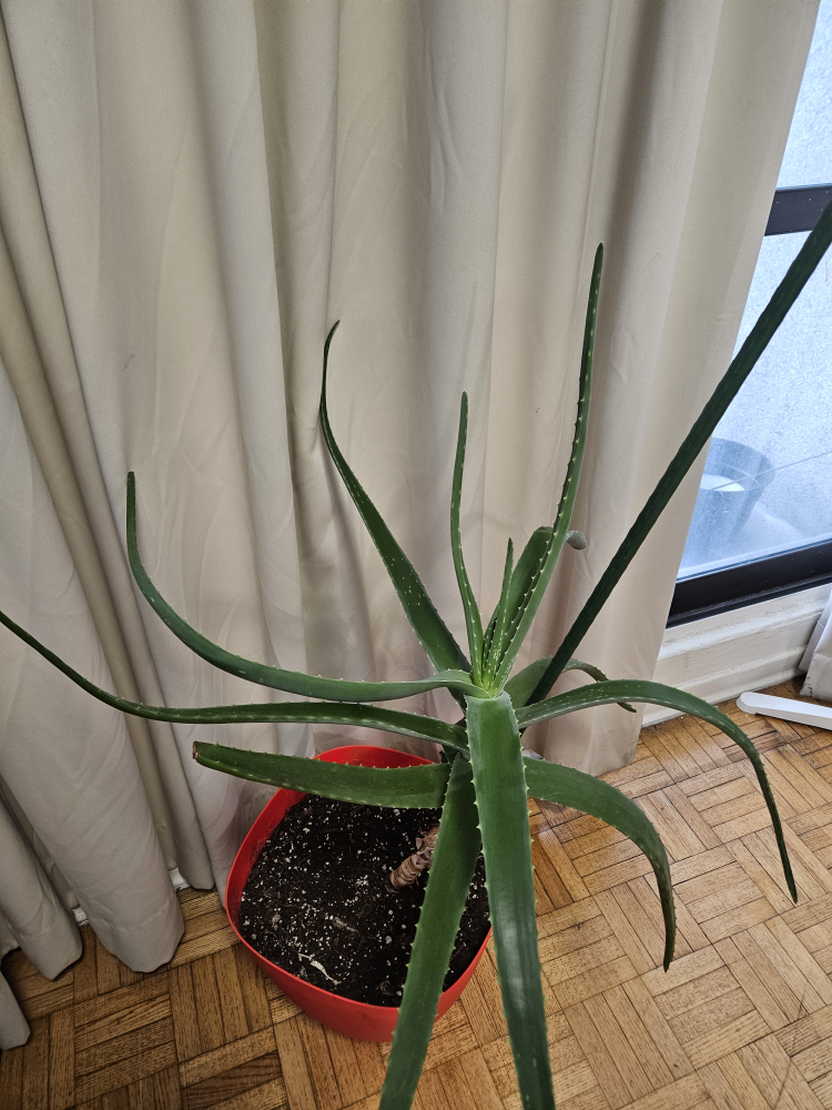 Large Aloe Vera Plant in Red Pot