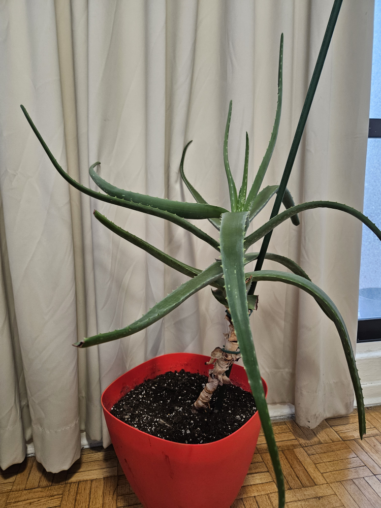 Large Aloe Vera Plant in Red Pot - photo 2