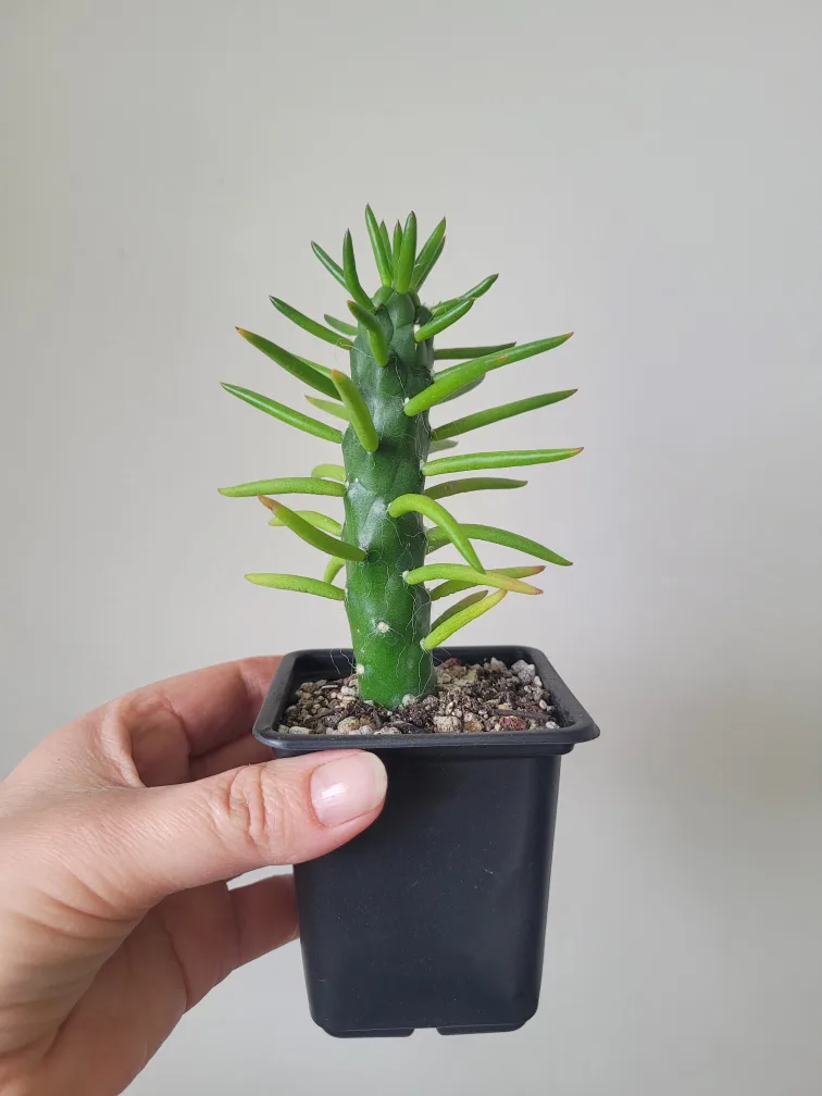 Eve's Needle Cactus thumbnail