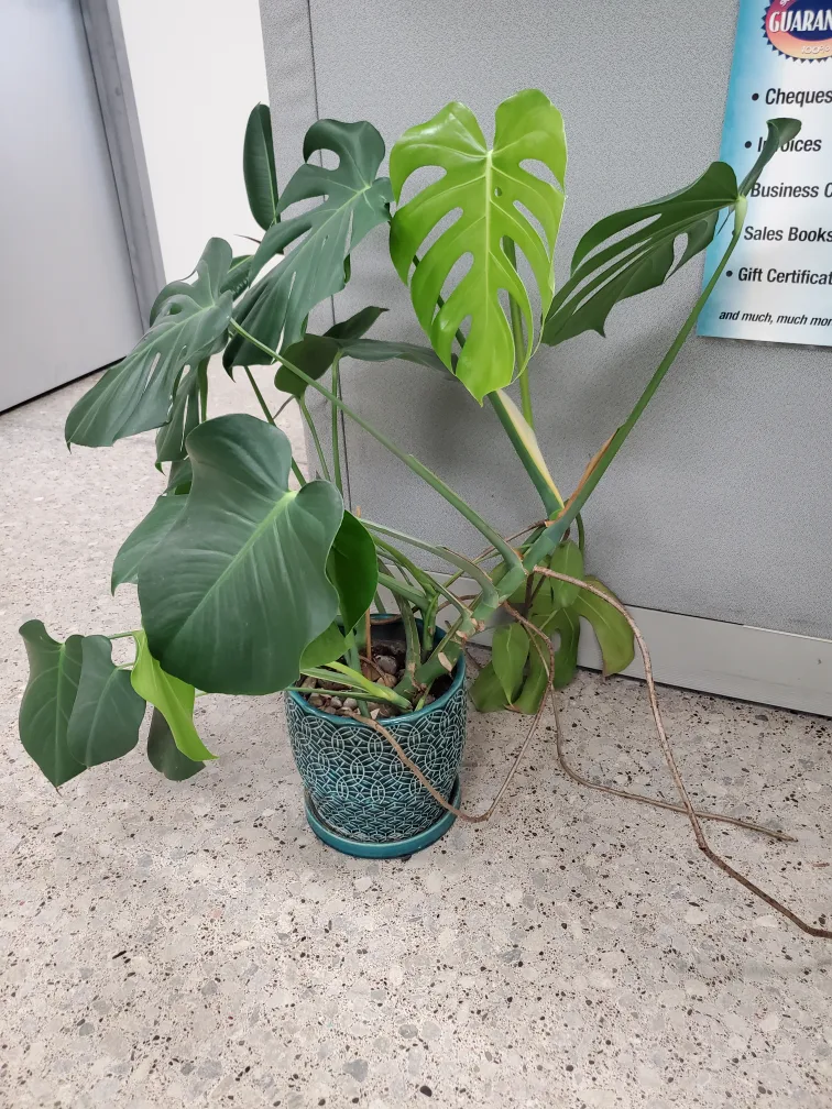 Monstera Plant image indicator(3)