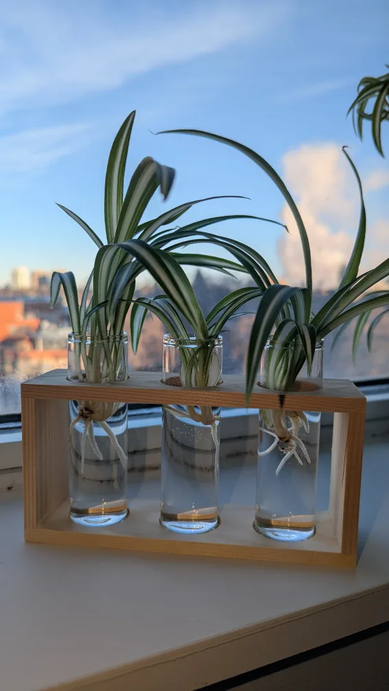 Spider Plant in Propagation Station image indicator(4)