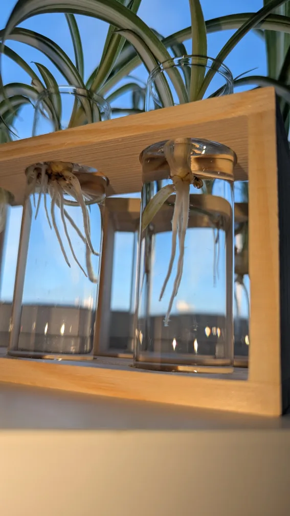 Spider Plant in Propagation Station image indicator(3)