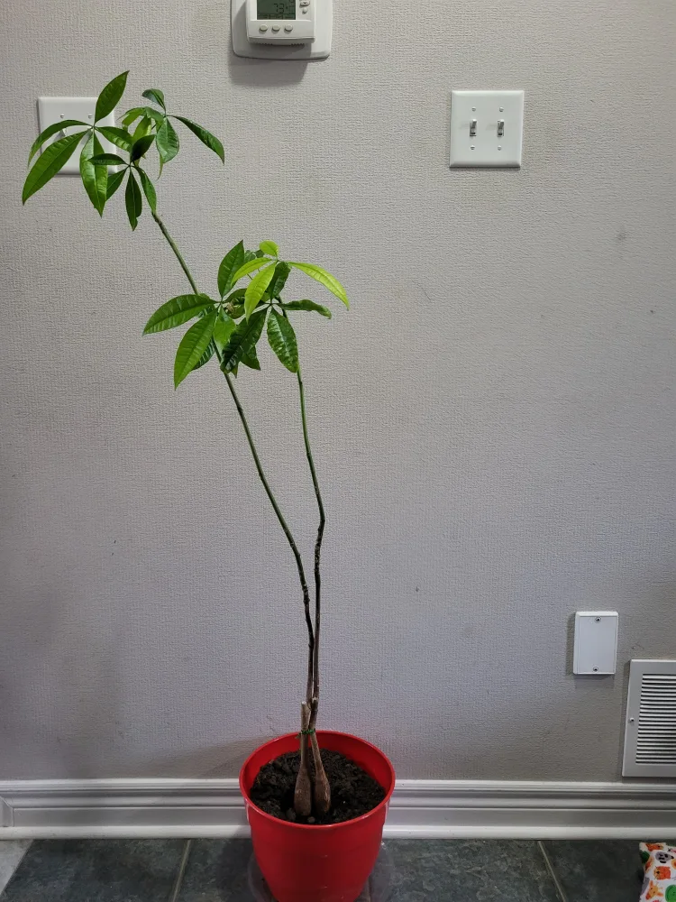 Healthy Money Tree Plant image indicator(4)
