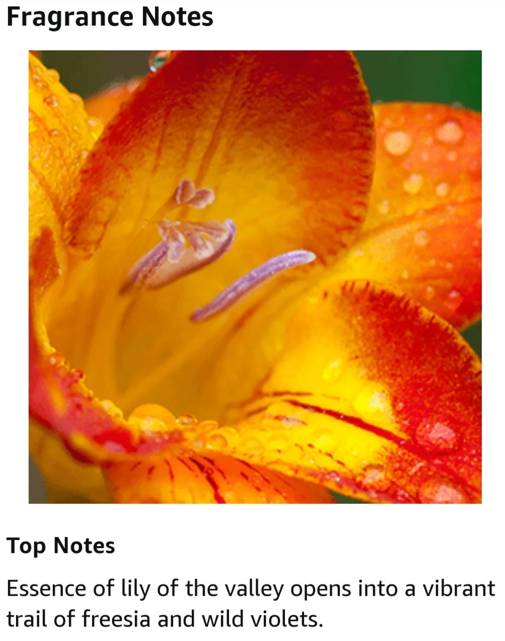 🏈Elizabeth Arden Red Door 50ml Eau de Parfum spray image indicator(2)