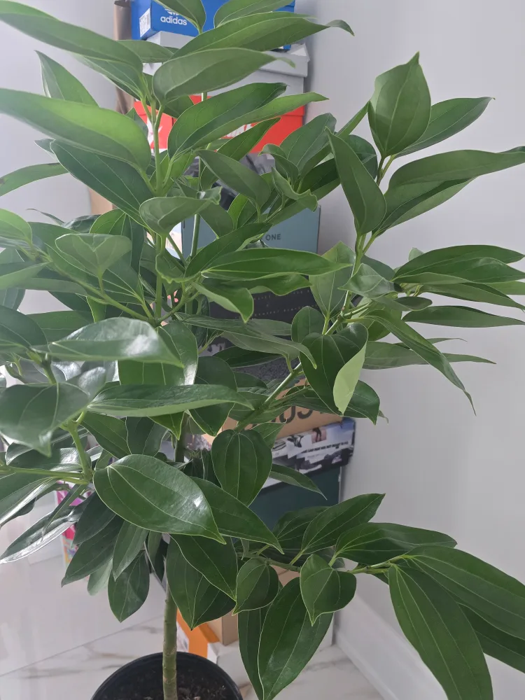 Healthy Cinnamon Plant 10"pot.  almost 5feet image indicator(2)