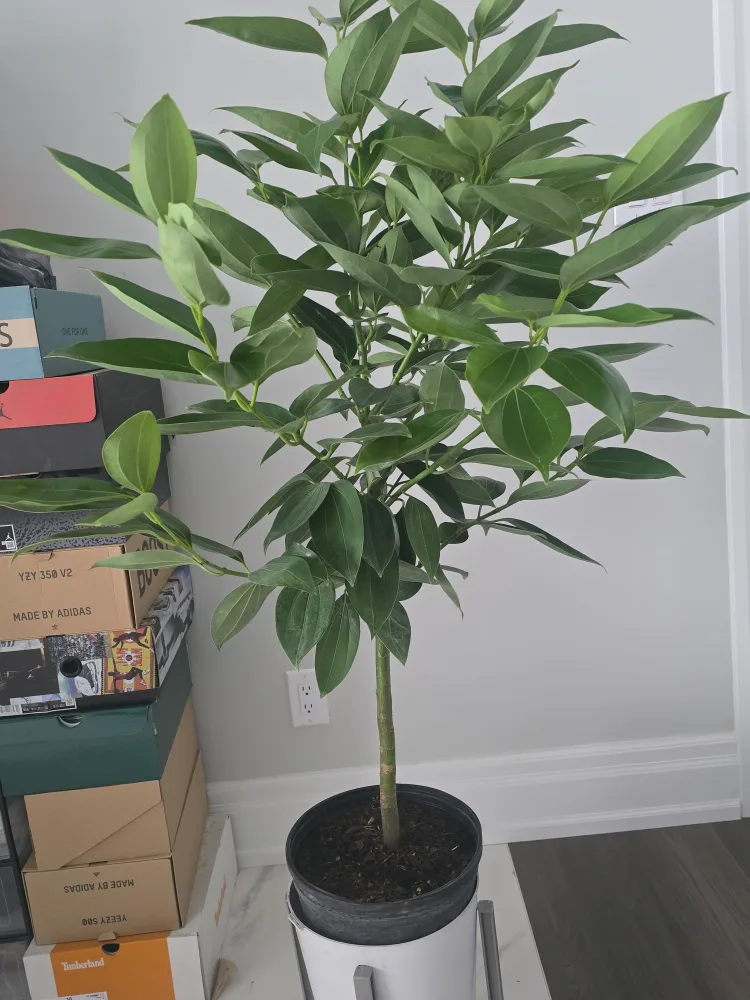 Healthy Cinnamon Plant 10"pot.  almost 5feet image indicator(6)