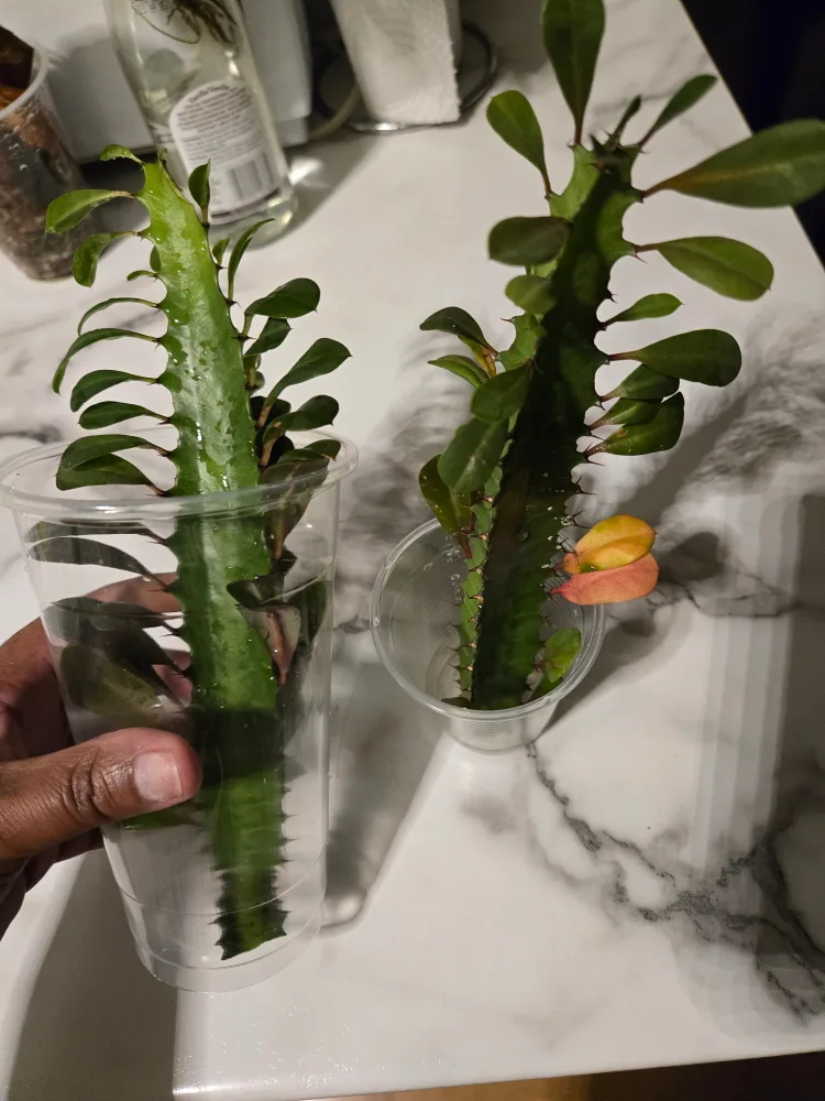 EUPHORBIA, RED🔺️, AFRICAN MILK TREE CUTTING✨️🌿 thumbnail