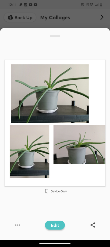 Both Healthy Aloe Vera Plant and spider plant
