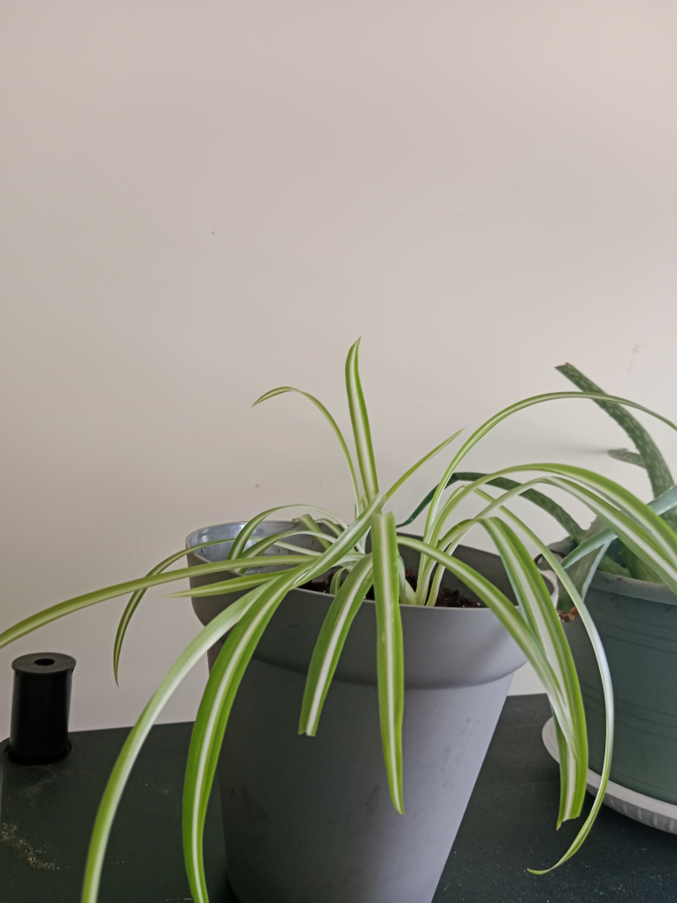 Both Healthy Aloe Vera Plant and spider plant - photo 3