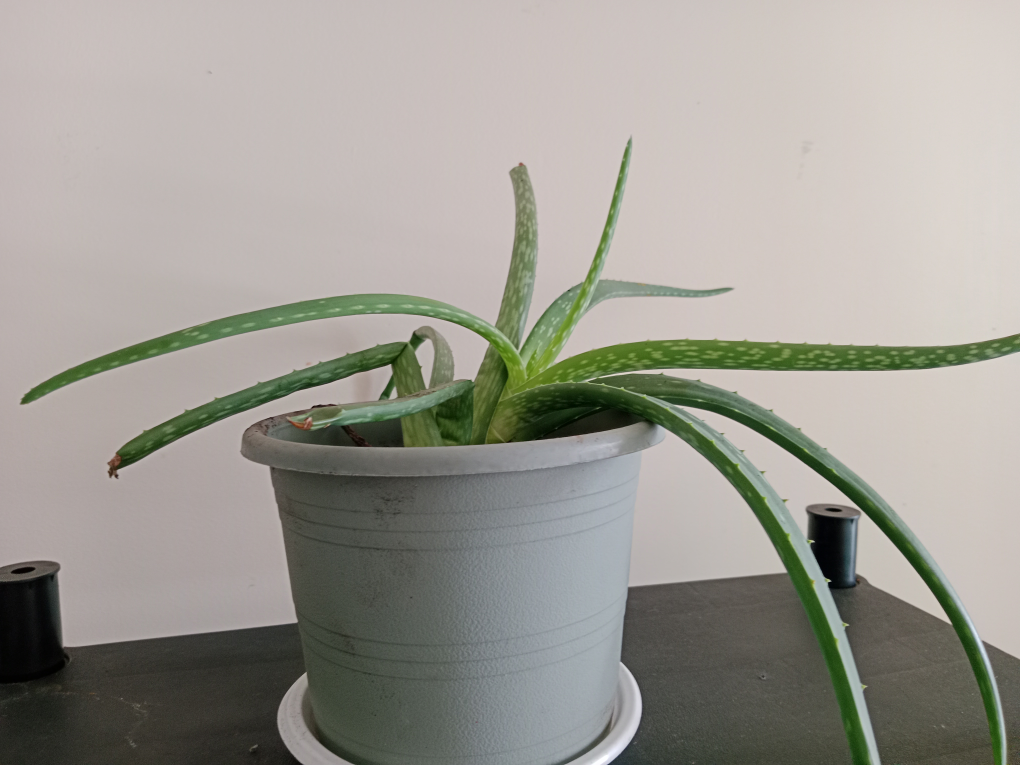 Both Healthy Aloe Vera Plant and spider plant - photo 4