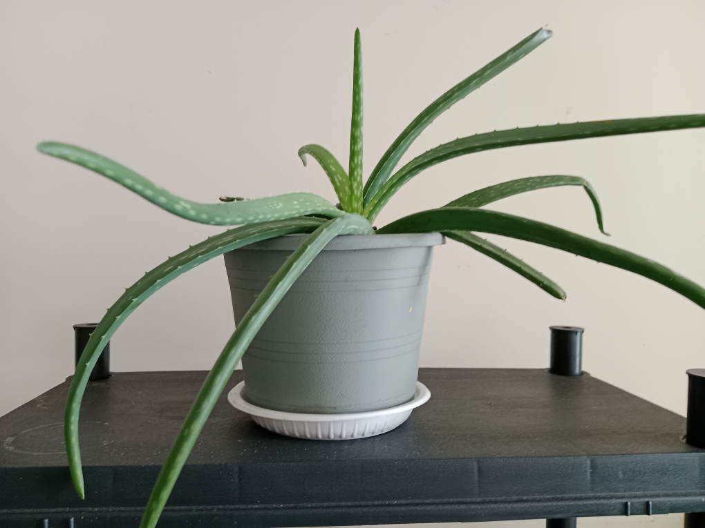 Both Healthy Aloe Vera Plant and spider plant - photo 5